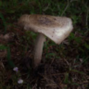 Meet your Posher, Raven